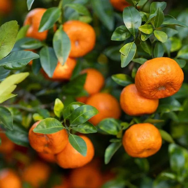 thumbnail for publication: Oxytetracycline Injections in Citrus: Cost Estimates for Early Adopters
